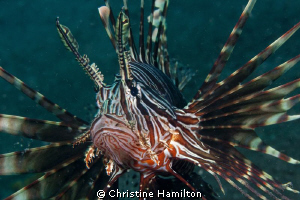 Lionfish by Christine Hamilton 